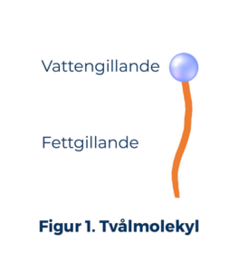figur1 tvålmolekyl